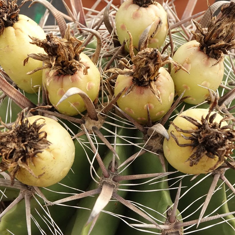 Rautakaktus - Ferocactus horridus (Sadonkorjuu)
