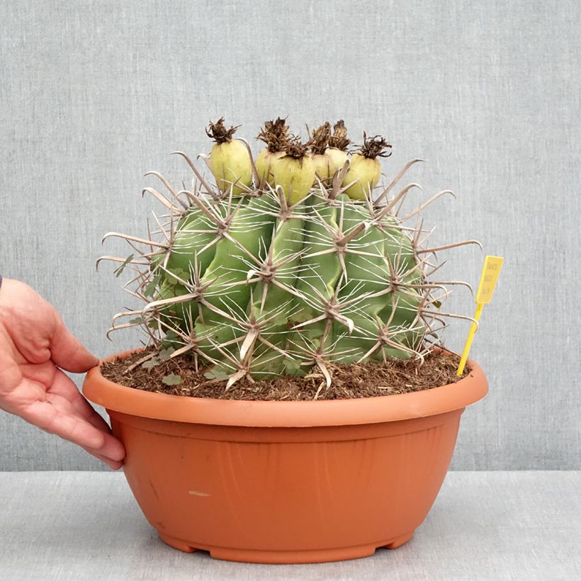 Esimerkki kesällä toimitetusta Rautakaktus - Ferocactus horridus 7,5 litran/10 litran malja-taimesta