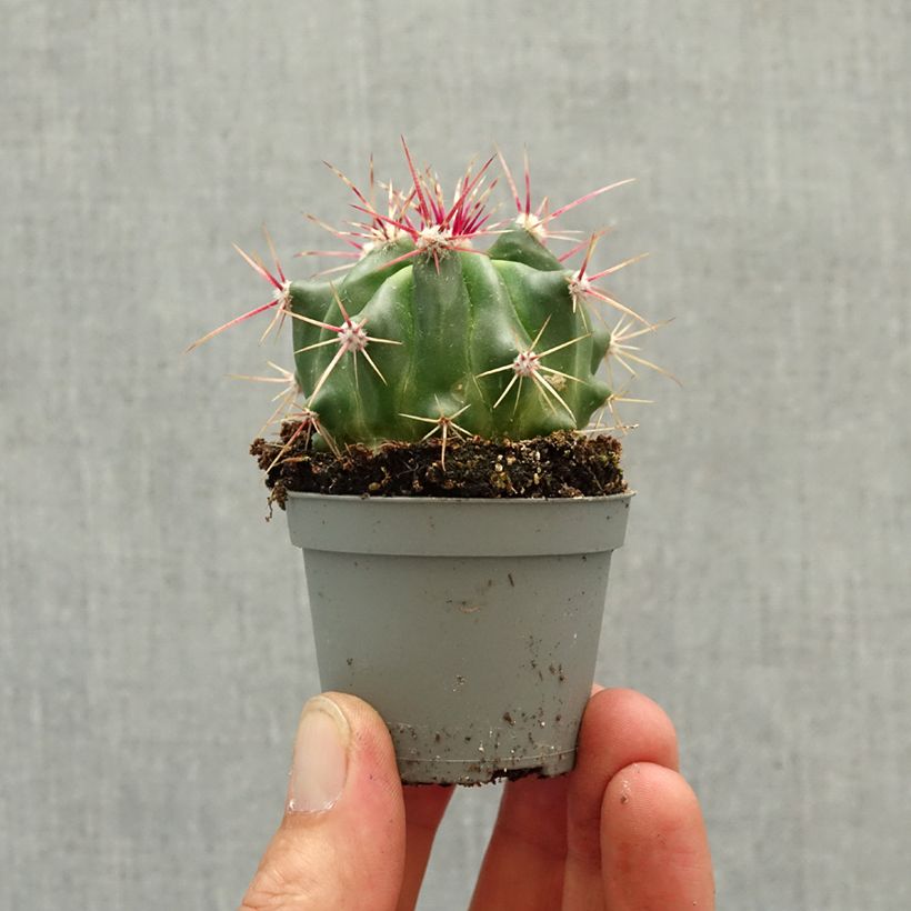Esimerkki keväällä toimitetusta Rautakaktus - Ferocactus latispinus Minikasvi-taimesta