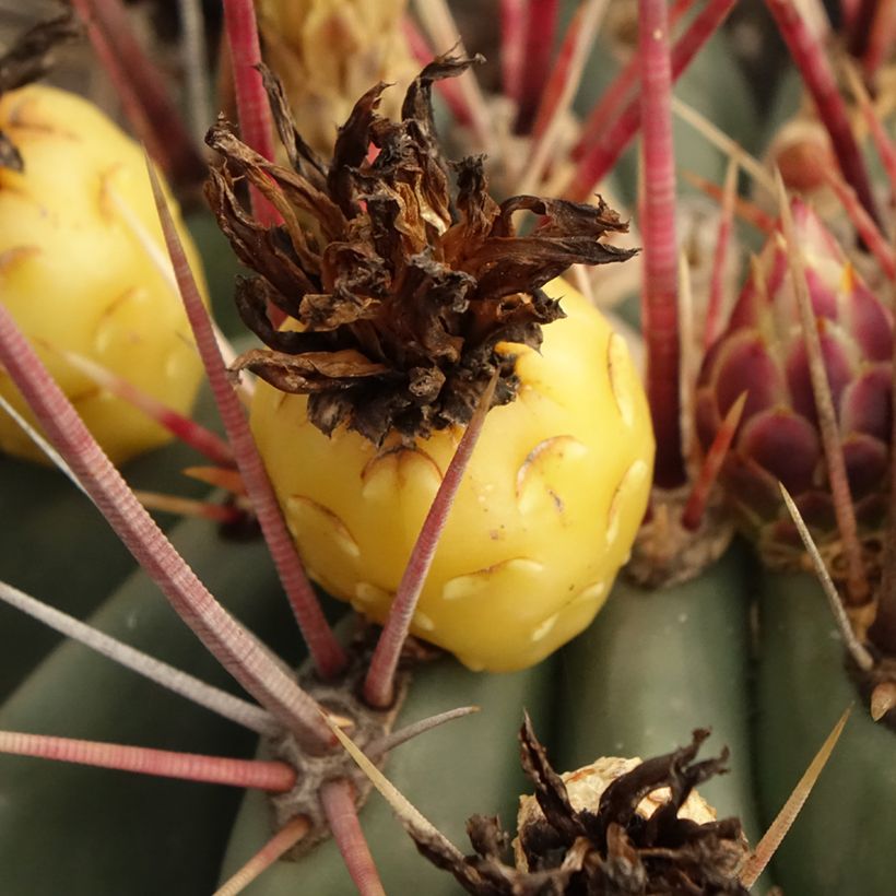 Rautakaktus - Ferocactus emoryi subsp. rectispinus (Sadonkorjuu)
