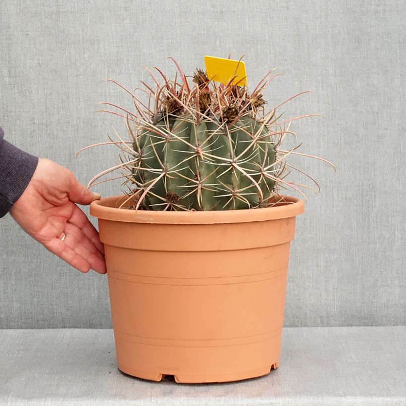 Esimerkki kesällä toimitetusta Rautakaktus - Ferocactus emoryi subsp. rectispinus 7,5 litran / 10 litran ruukku-taimesta