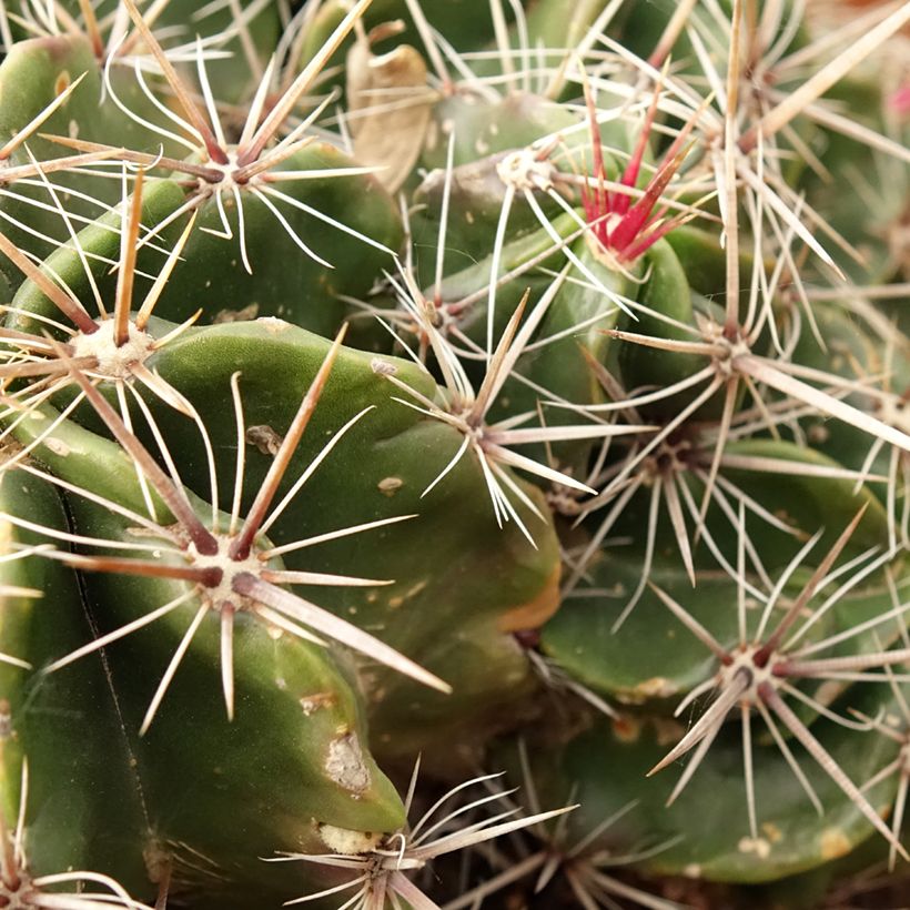 Rautakaktus - Ferocactus robustus (Lehvistö)