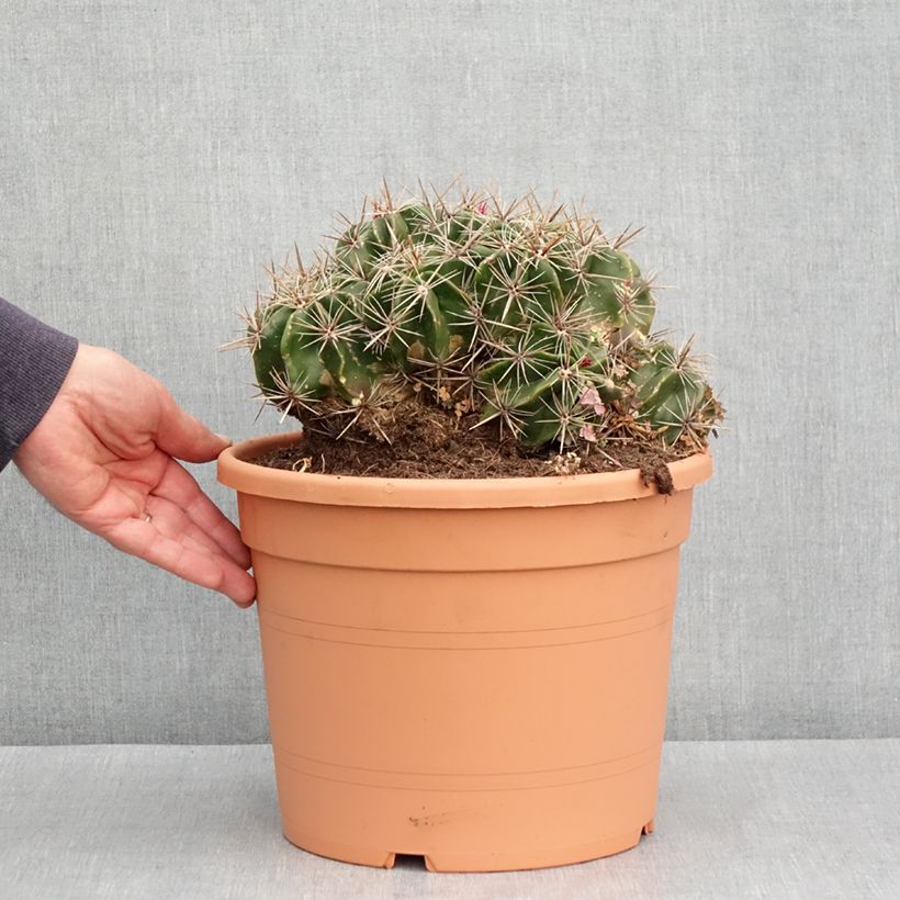 Esimerkki kesällä toimitetusta Rautakaktus - Ferocactus robustus 7,5 litran / 10 litran ruukku-taimesta