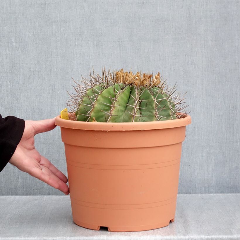 Esimerkki syksyllä toimitetusta Rautakaktus - Ferocactus schwarzii 7,5 litran / 10 litran ruukku-taimesta