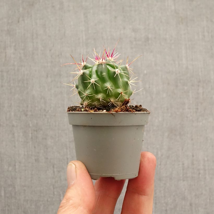 Esimerkki keväällä toimitetusta Rautakaktus - Ferocactus stainesii Minikasvi-taimesta