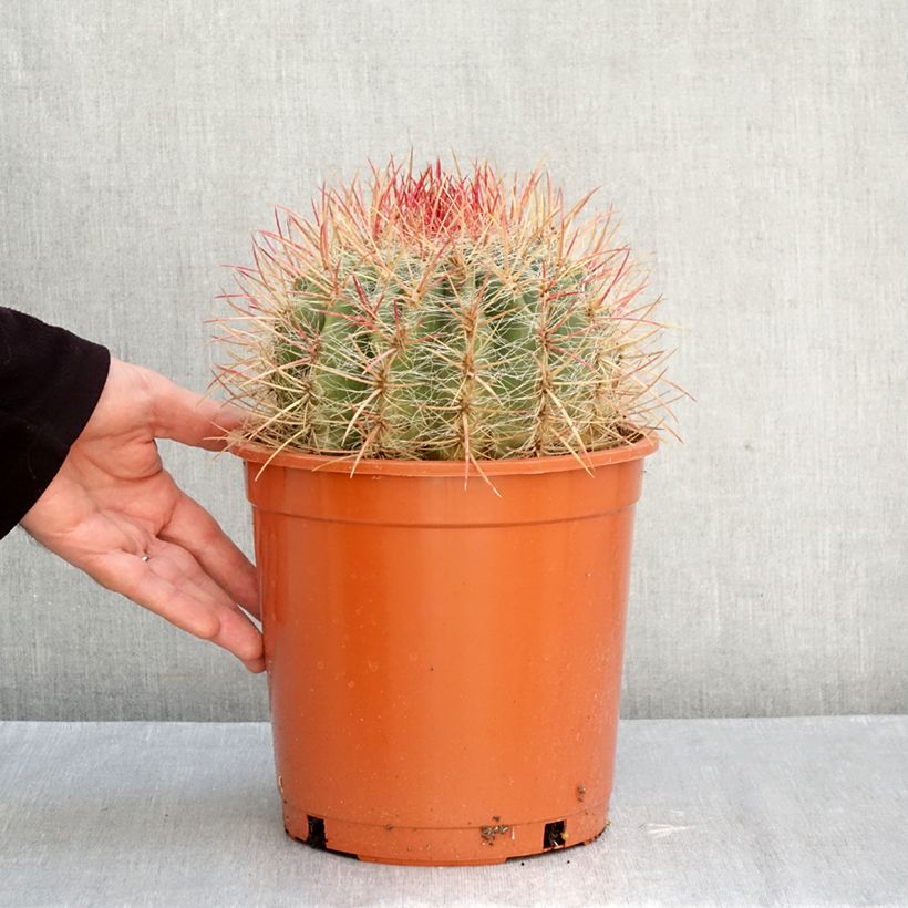 Esimerkki syksyllä toimitetusta Rautakaktus - Ferocactus stainesii 4 litran/5 litran ruukku-taimesta