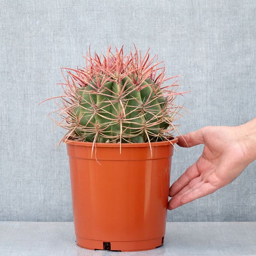 Esimerkki kesällä toimitetusta Rautakaktus - Ferocactus stainesii 4 litran/5 litran ruukku-taimesta