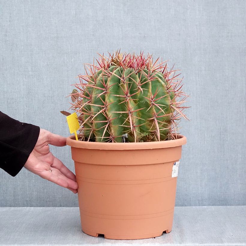 Esimerkki syksyllä toimitetusta Rautakaktus - Ferocactus stainesii var. pilosus 7,5 litran / 10 litran ruukku-taimesta