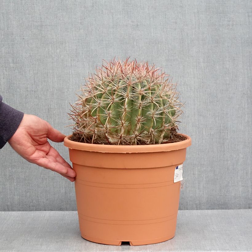 Esimerkki keväällä toimitetusta Rautakaktus - Ferocactus stainesii var. pilosus 7,5 litran / 10 litran ruukku-taimesta