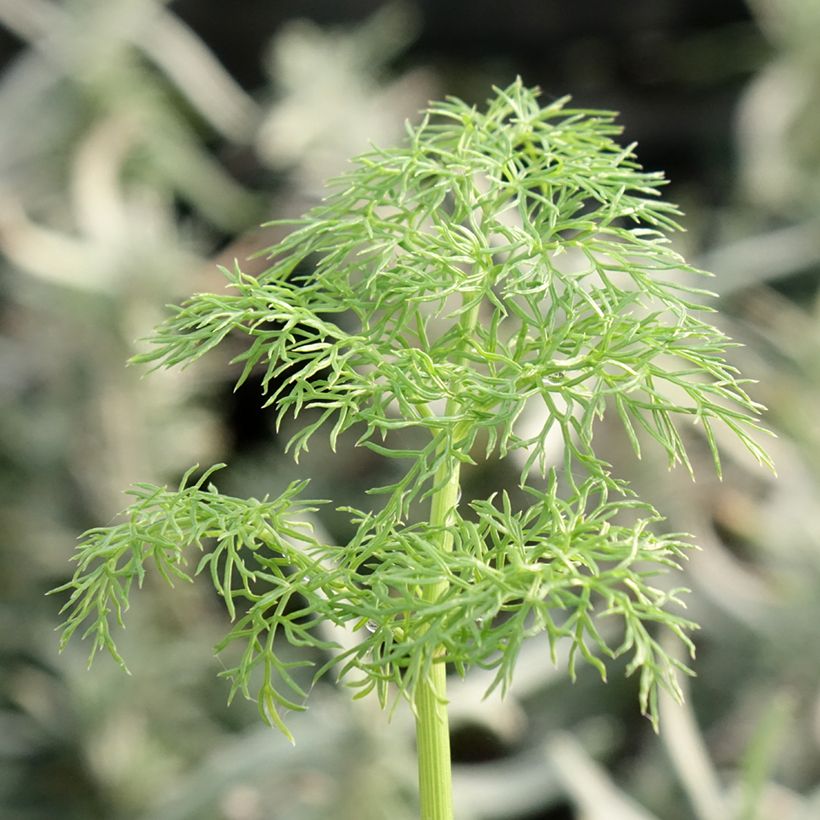 Välimerenkeltaputki - Ferula communis (Lehvistö)
