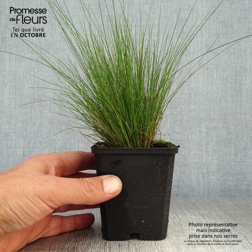 Esimerkki syksyllä toimitetusta Hiusnata - Festuca amethystina 8/9 cm taimiruukku-taimesta