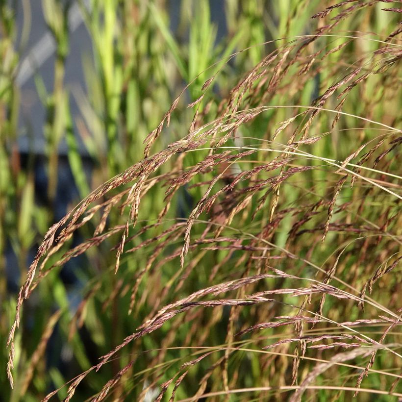 Hiusnata - Festuca amethystina (Kukinta)