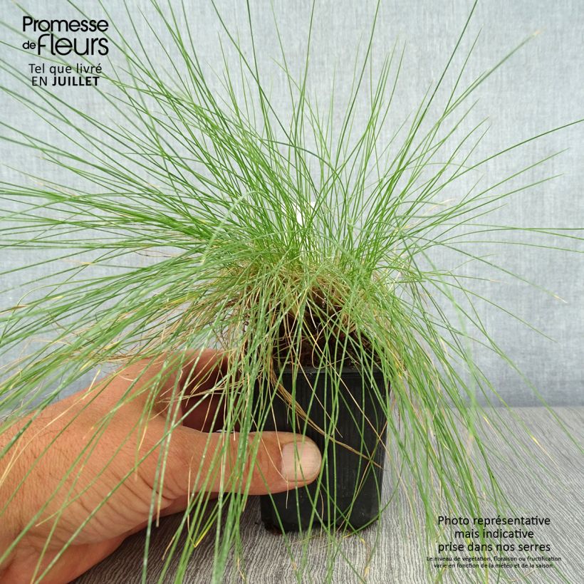 Esimerkki kesällä toimitetusta Hapsinata - Festuca filiformis Godet de 8/9 cm-taimesta