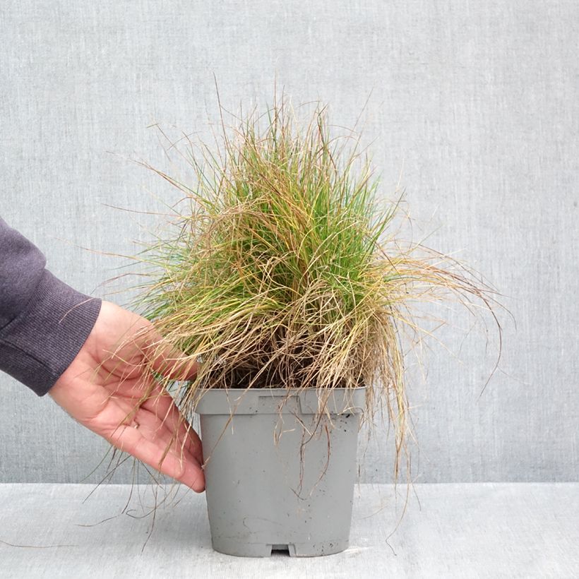 Esimerkki syksyllä toimitetusta Hapsinata - Festuca filiformis 2 litran/3 litran ruukku-taimesta