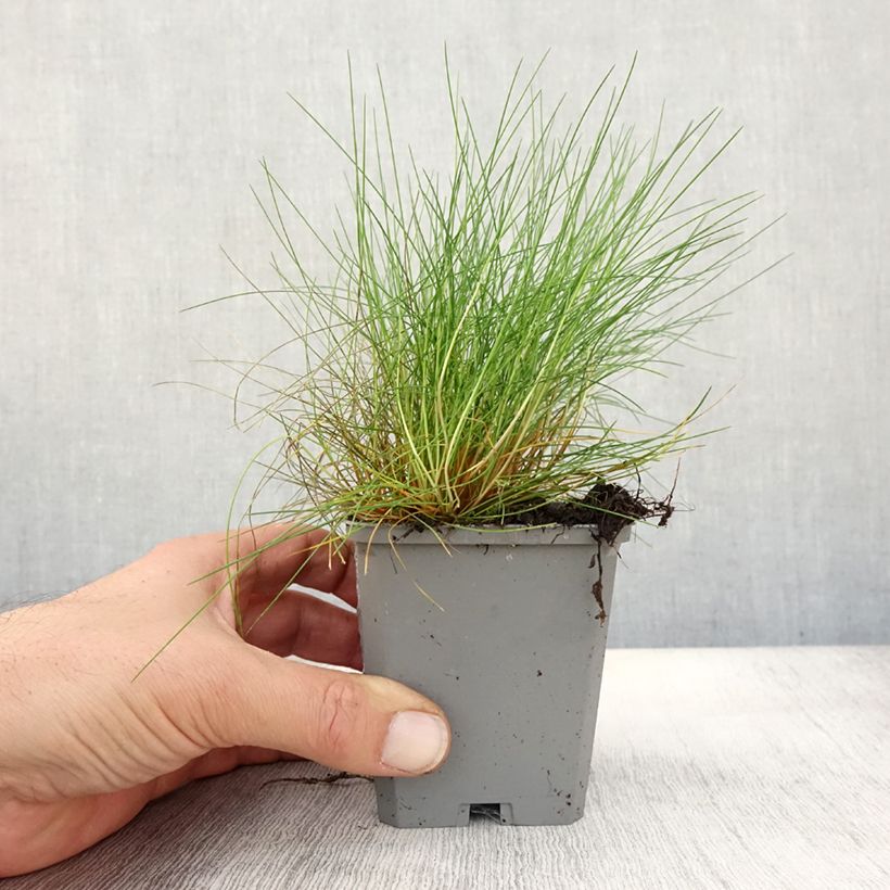 Esimerkki syksyllä toimitetusta Karhunnata - Festuca gautieri 8/9 cm taimiruukku-taimesta