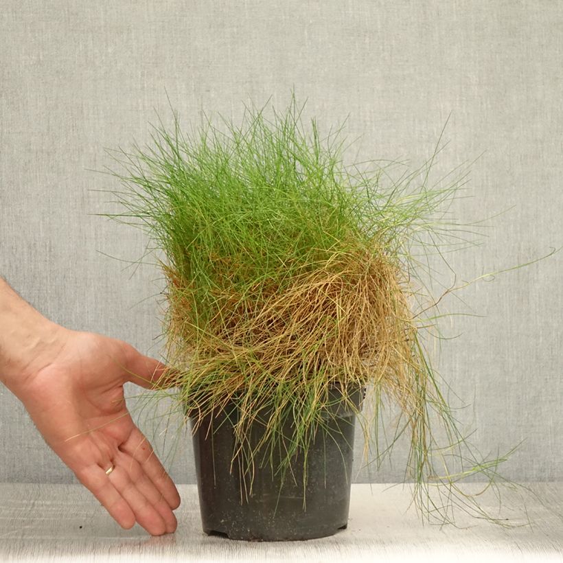 Esimerkki kesällä toimitetusta Karhunnata - Festuca gautieri Pot de 2L/3L-taimesta