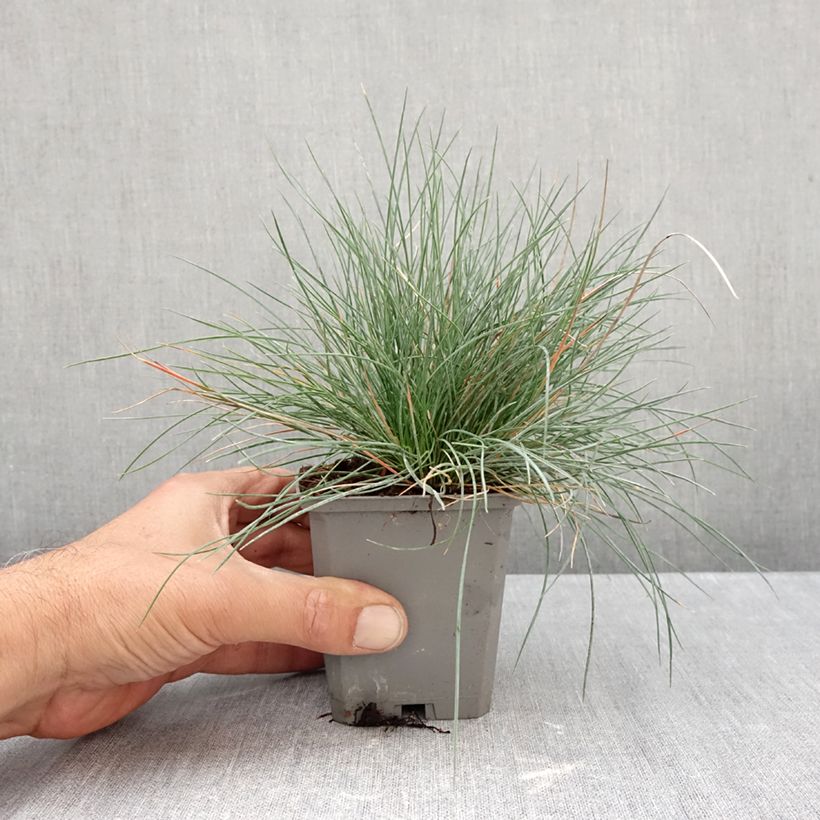 Esimerkki syksyllä toimitetusta Siniheinä Intense Blue 8/9 cm taimiruukku-taimesta