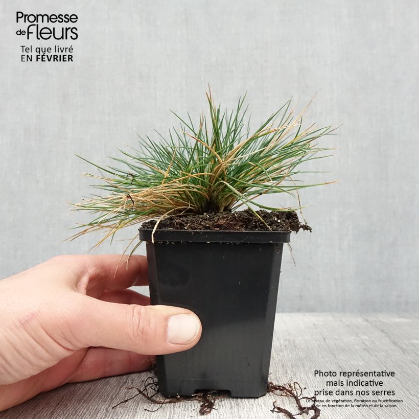 Esimerkki talvella toimitetusta Festuca Intense Blue - Fétuque bleue Godet de 8/9 cm-taimesta