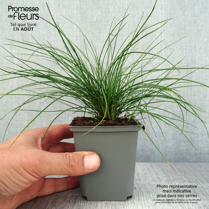 Esimerkki kesällä toimitetusta Sininata Sunrise 8/9 cm taimiruukku-taimesta