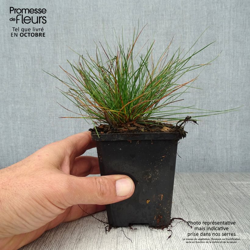 Esimerkki syksyllä toimitetusta Lampaannata - Festuca ovina var. glauca 8/9 cm taimiruukku-taimesta