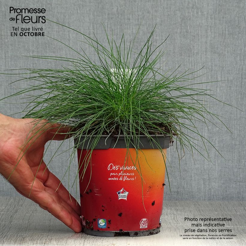 Esimerkki syksyllä toimitetusta Lampaannata - Festuca ovina var. glauca 2 litran/3 litran ruukku-taimesta