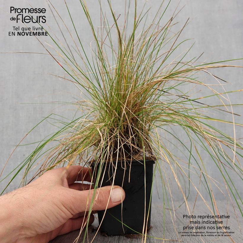 Esimerkki syksyllä toimitetusta Lampaannata - Festuca ovina 8/9 cm taimiruukku-taimesta