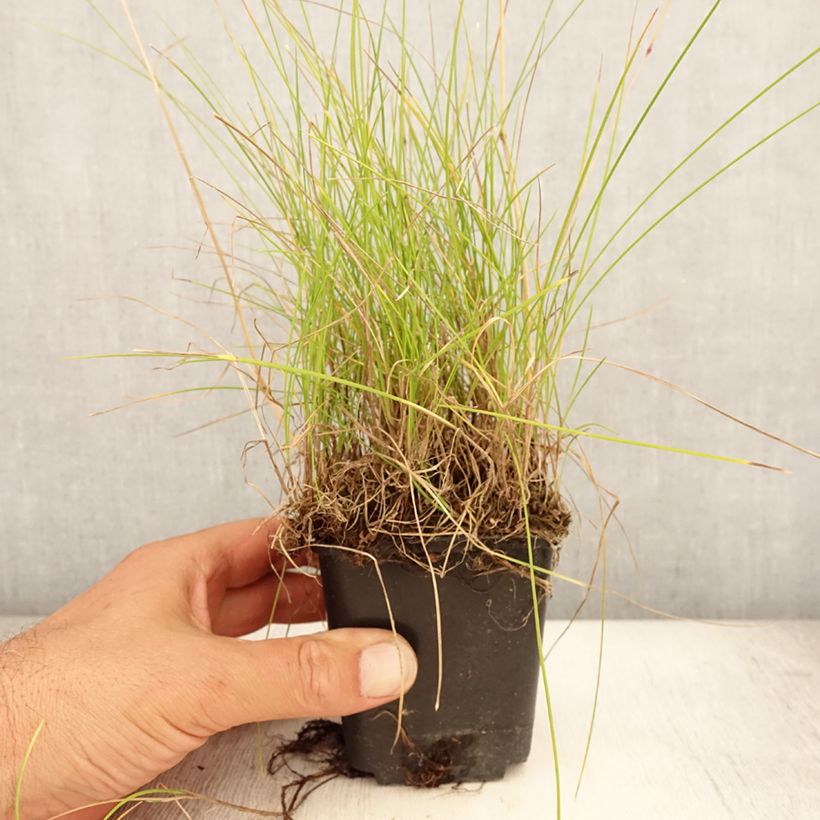 Esimerkki kesällä toimitetusta Lampaannata - Festuca ovina Taimiruukku 8/9 cm-taimesta