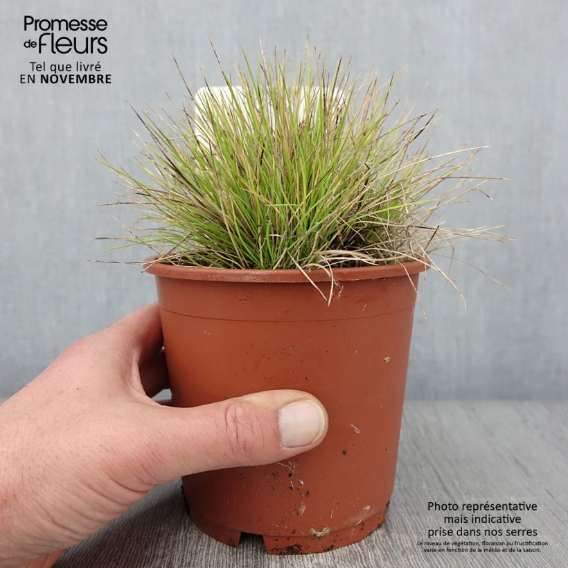 Esimerkki syksyllä toimitetusta Fetuque, Festuca glauca Golden Toupee Pot de 1L/1,5L-taimesta