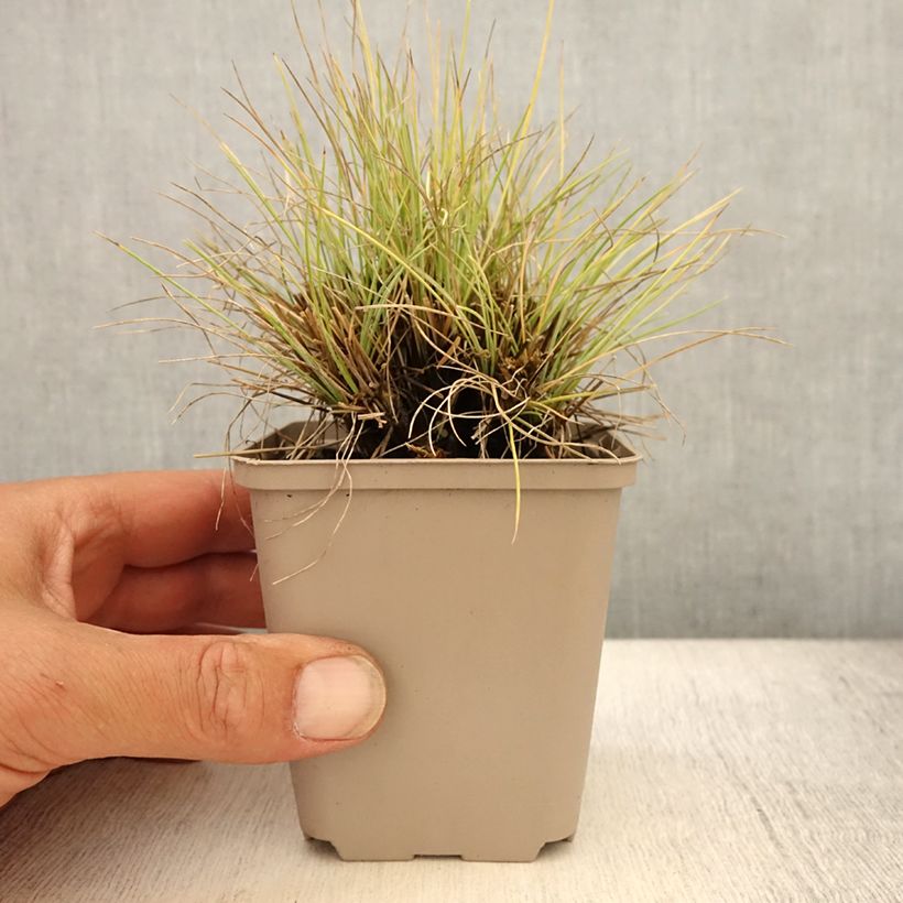 Esimerkki kesällä toimitetusta Siniheinä Golden Toupee Godet de 8/9 cm-taimesta