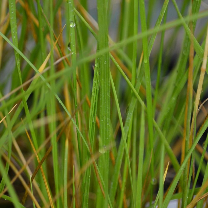 Atlasnata - Festuca mairei (Foliage)