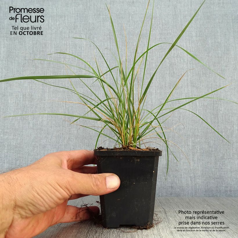 Esimerkki syksyllä toimitetusta Atlasnata - Festuca mairei 8/9 cm taimiruukku-taimesta