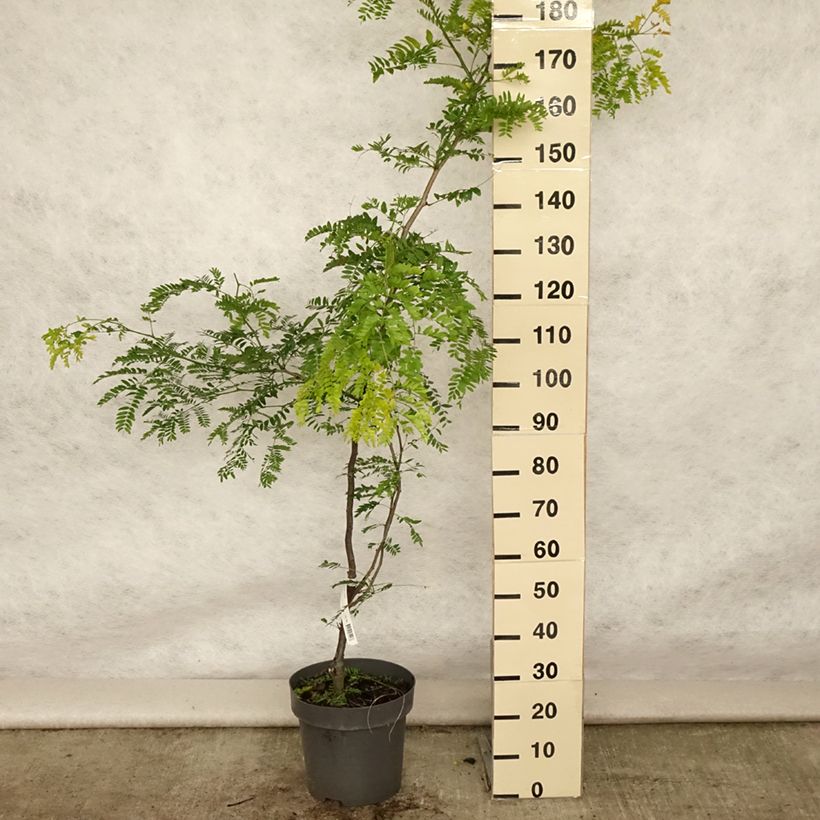 Esimerkki kesällä toimitetusta Lännenkolmioka Sunburst Pot de 7,5L/10L, Baliveau-taimesta