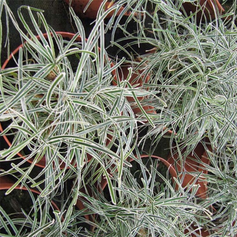 Ficinia truncata Ice Crystal (Lehvistö)