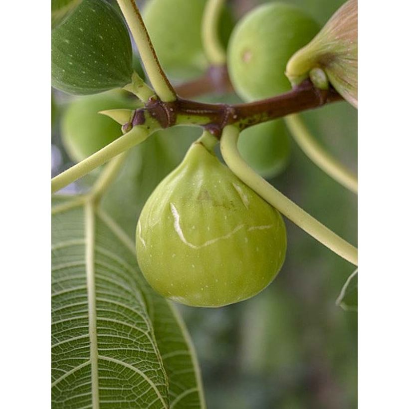 Aitoviikuna Sweet Green (Sadonkorjuu)