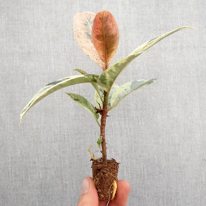Esimerkki keväällä toimitetusta Ficus Shivereana - Caoutchouc panaché Mini-plante-taimesta