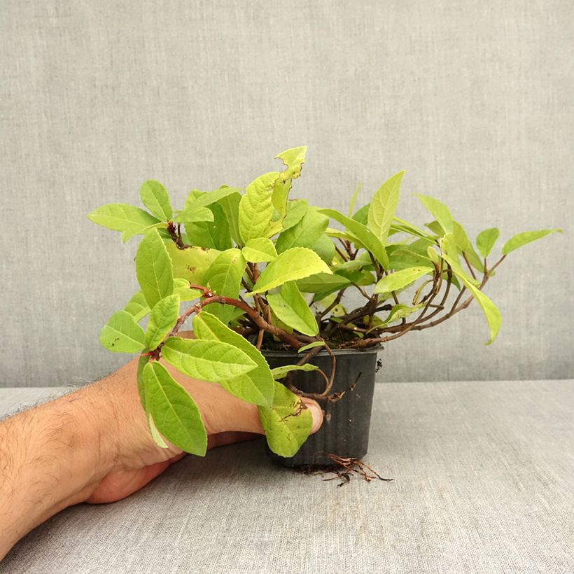 Esimerkki kesällä toimitetusta Viikuna - Ficus tikoua 8/9 cm taimiruukku-taimesta