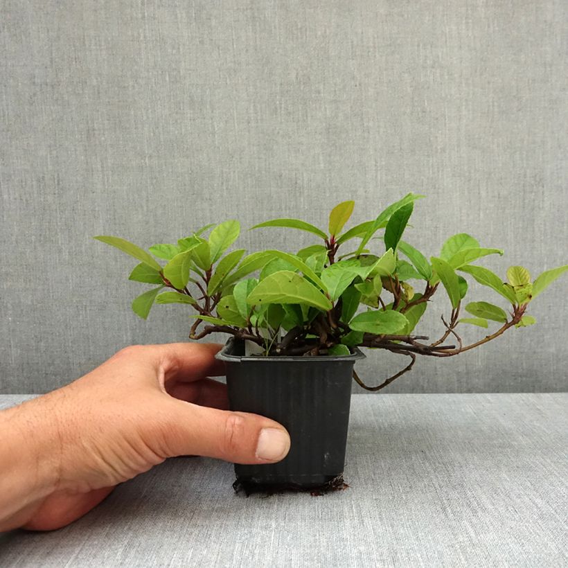 Esimerkki keväällä toimitetusta Viikuna - Ficus tikoua Taimiruukku 8/9 cm-taimesta