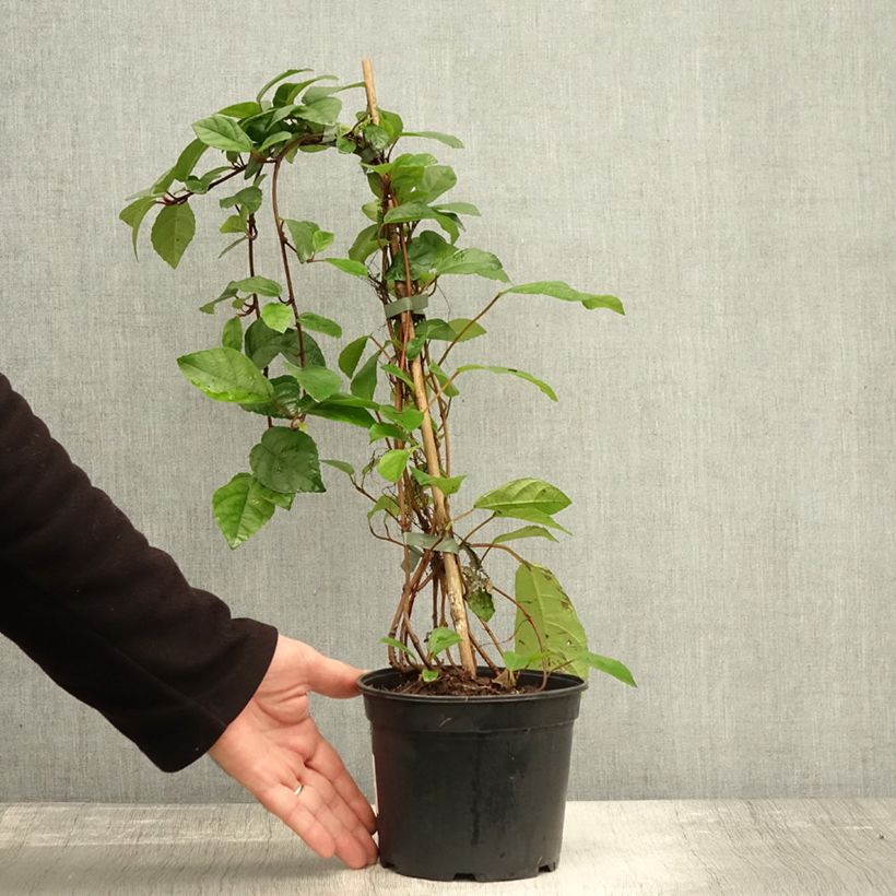 Esimerkki syksyllä toimitetusta Viikuna - Ficus tikoua 2 litran/3 litran ruukku-taimesta