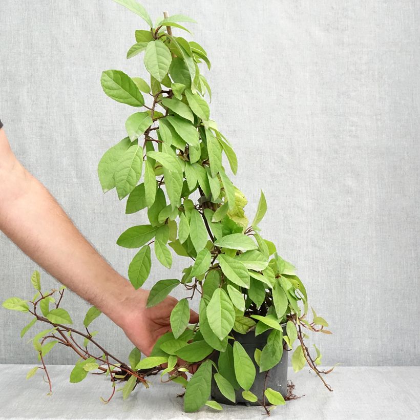 Esimerkki kesällä toimitetusta Viikuna - Ficus tikoua Ruukku 2L / 3L-taimesta