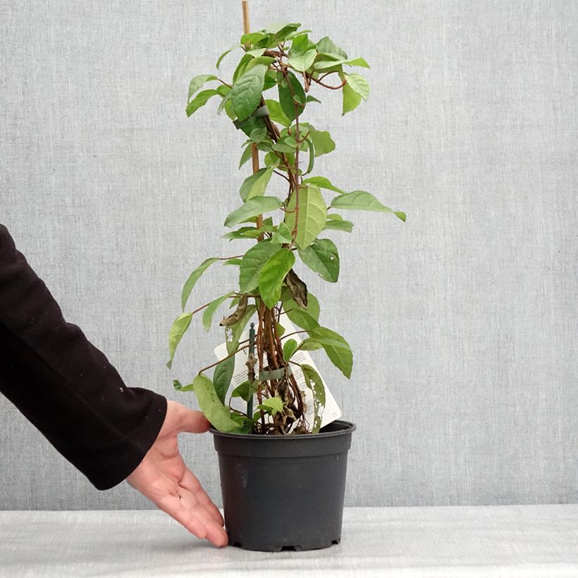 Esimerkki talvella toimitetusta Ficus tikoua - Figuier des guêpes                           Pot de 2L/3L-taimesta