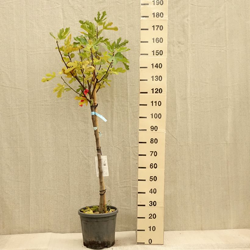 Esimerkki syksyllä toimitetusta Aitoviikuna Ronde de Bordeaux - Ficus carica 7,5 litran / 10 litran ruukku, Puolikorkea runko-taimesta