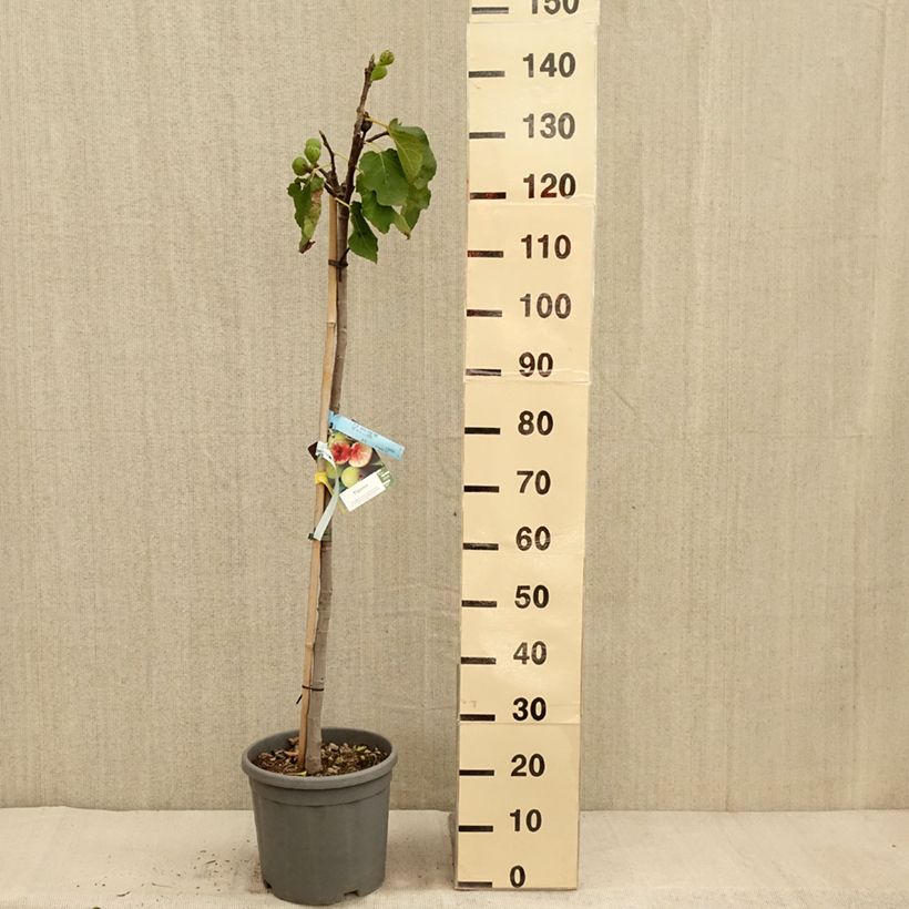 Esimerkki syksyllä toimitetusta Figuier - Ficus carica Sucre Vert Pot de 12L/15L, Demi-Tige-taimesta