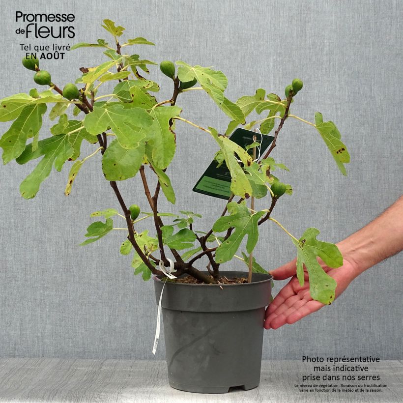 Esimerkki kesällä toimitetusta Figuier Firoma - Ficus carica Pot de 2L/3L, Touffe-taimesta