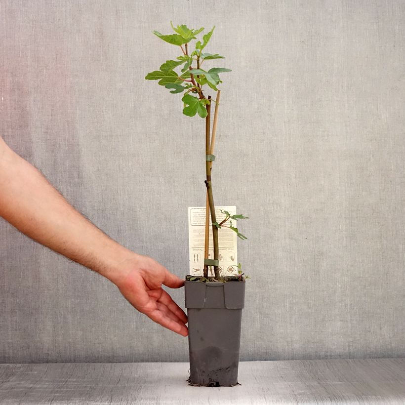 Esimerkki kesällä toimitetusta Aitoviikuna Perretta Gustissimo Pot de 2L/3L, Buisson-taimesta