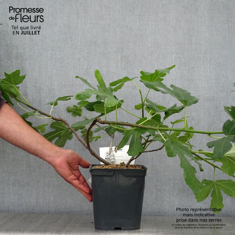 Esimerkki kesällä toimitetusta Figuier Marseillaise - Ficus carica    Pot de 4L/5L-taimesta
