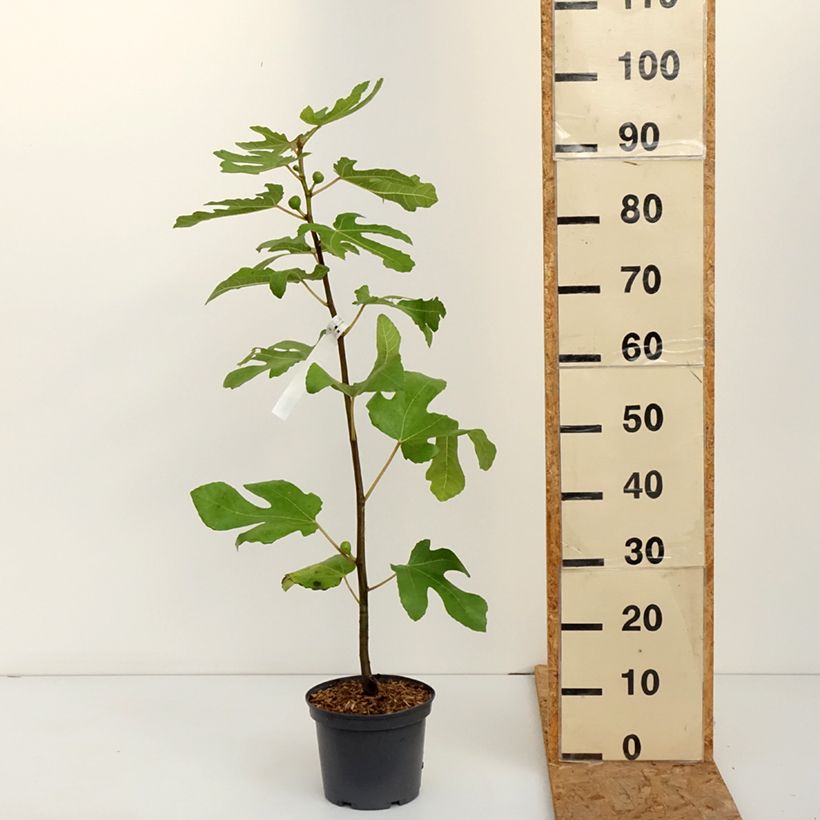 Esimerkki syksyllä toimitetusta Aitoviikuna Ronde de Bordeaux - Ficus carica 2 litran/3 litran ruukku-taimesta