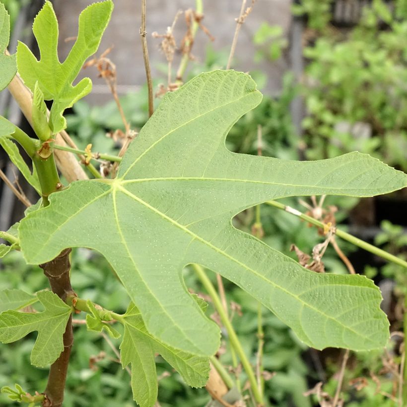 Aitoviikuna Ronde de Bordeaux - Ficus carica (Lehvistö)