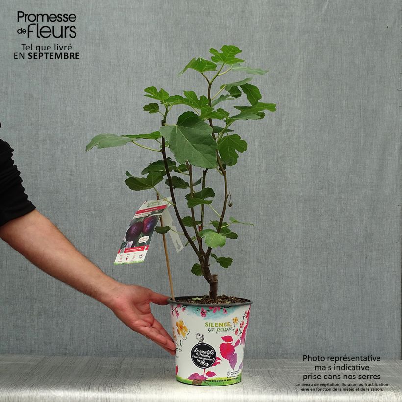 Esimerkki syksyllä toimitetusta Aitoviikuna Violette Dauphine - Ficus carica 2 litran/3 litran ruukku, Pensas-taimesta