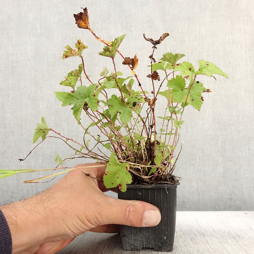 Esimerkki syksyllä toimitetusta Preeriamesiangervo Kahome 8/9 cm taimiruukku-taimesta