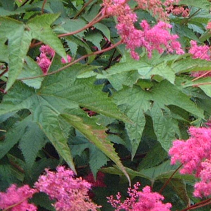Ketomesiangervo - Filipendula purpurea (Lehvistö)